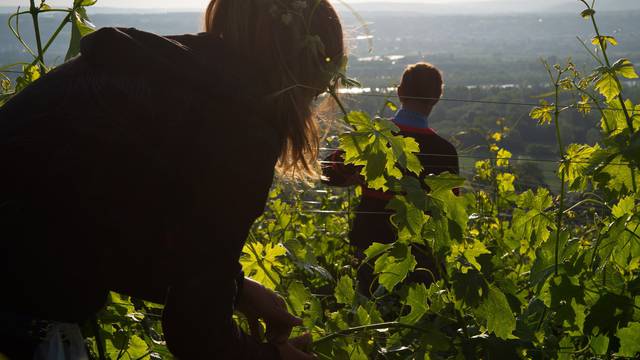 Vendanges condrieu