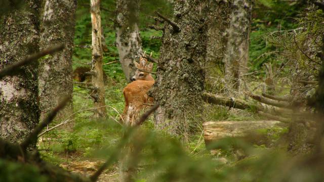 Chevreuil entre les sapin, Forêt de Taillard, Pilat.