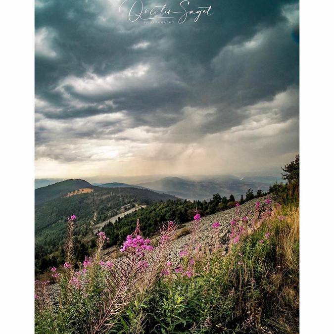 Epilobes au crêt de l'Oeillon © saget_photography