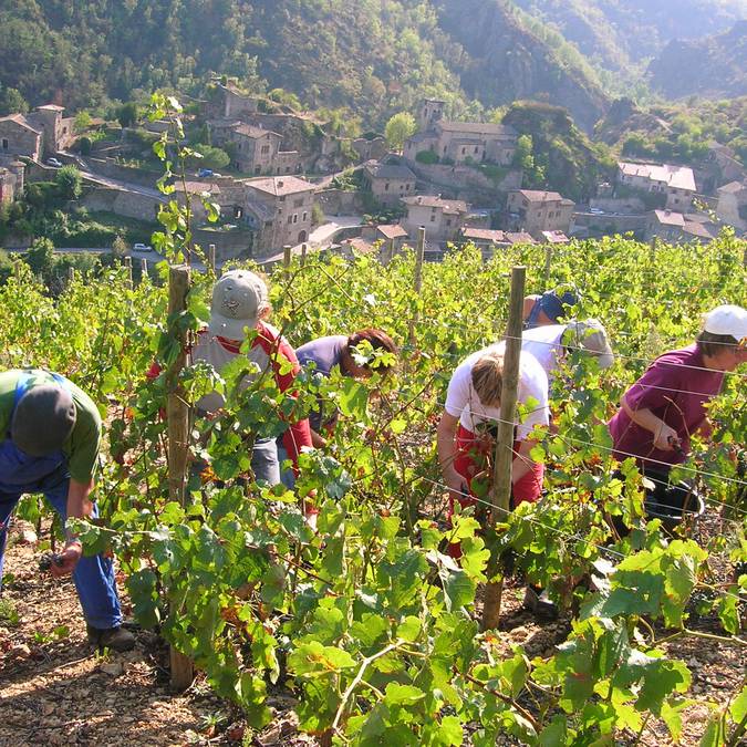 Vineyards in Malleval