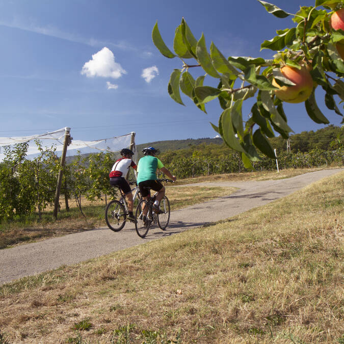 Le Pilat viticole et arboricole